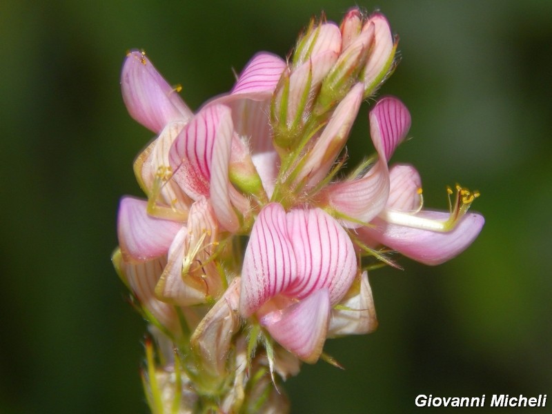 Onobrychis cfr. viciifolia